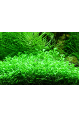 Tropica 1-2-GROW! Glossostigma elatinoides