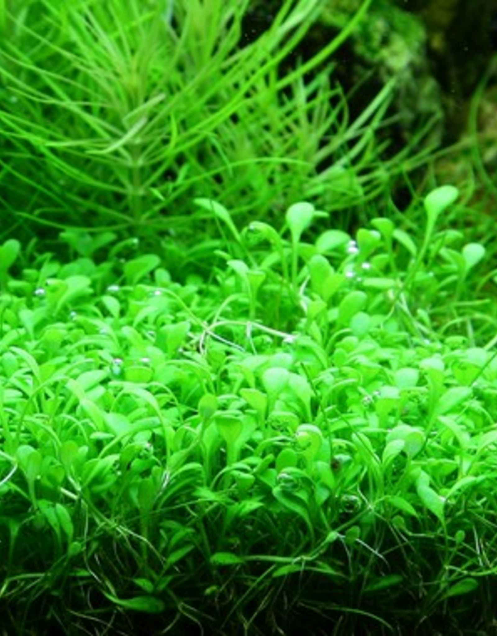 Tropica 1-2-GROW! Glossostigma elatinoides