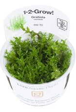 Tropica 1-2-GROW! Gratiola viscidula