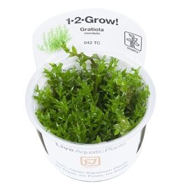 Tropica 1-2-GROW! Gratiola viscidula