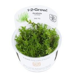 Tropica 1-2-GROW! Gratiola viscidula