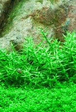Tropica 1-2-GROW! Gratiola viscidula