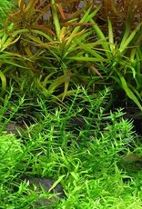 Tropica 1-2-GROW! Gratiola viscidula