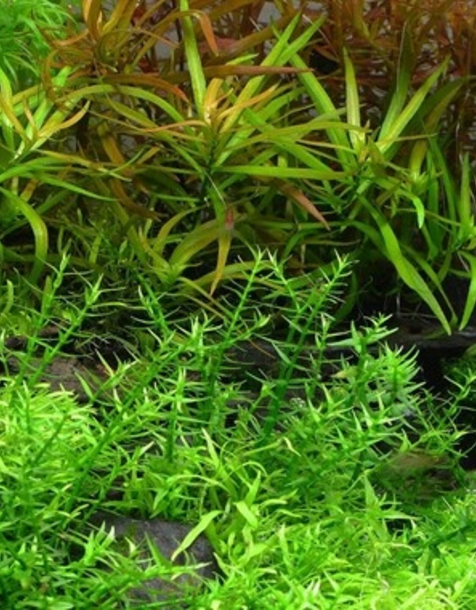 Tropica 1-2-GROW! Gratiola viscidula