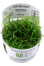 Tropica 1-2-GROW! Helanthium tenellum 'Green'