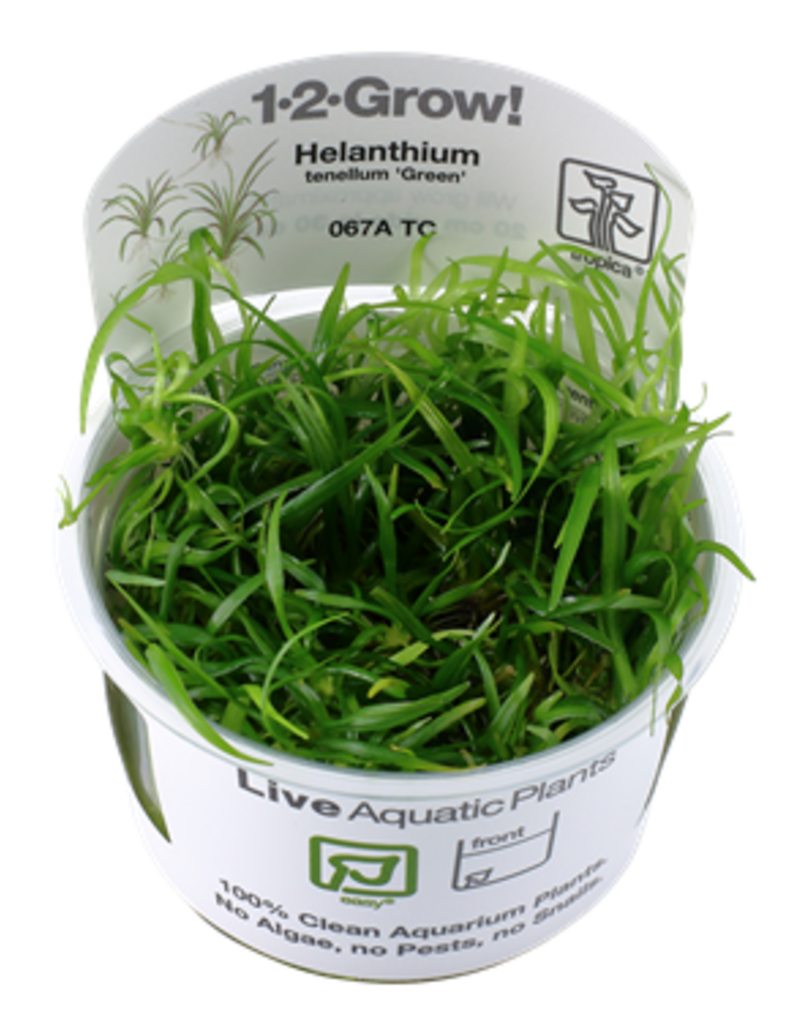 Tropica 1-2-GROW! Helanthium tenellum 'Green'