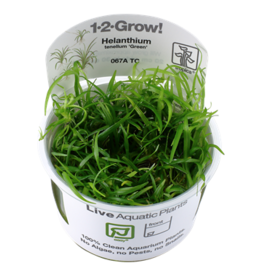 Tropica 1-2-GROW! Helanthium tenellum 'Green'