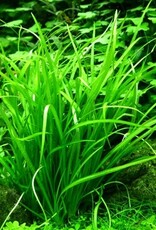 Tropica 1-2-GROW! Helanthium tenellum 'Green'