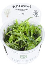 Tropica 1-2-GROW! Heteranthera zosterifolia