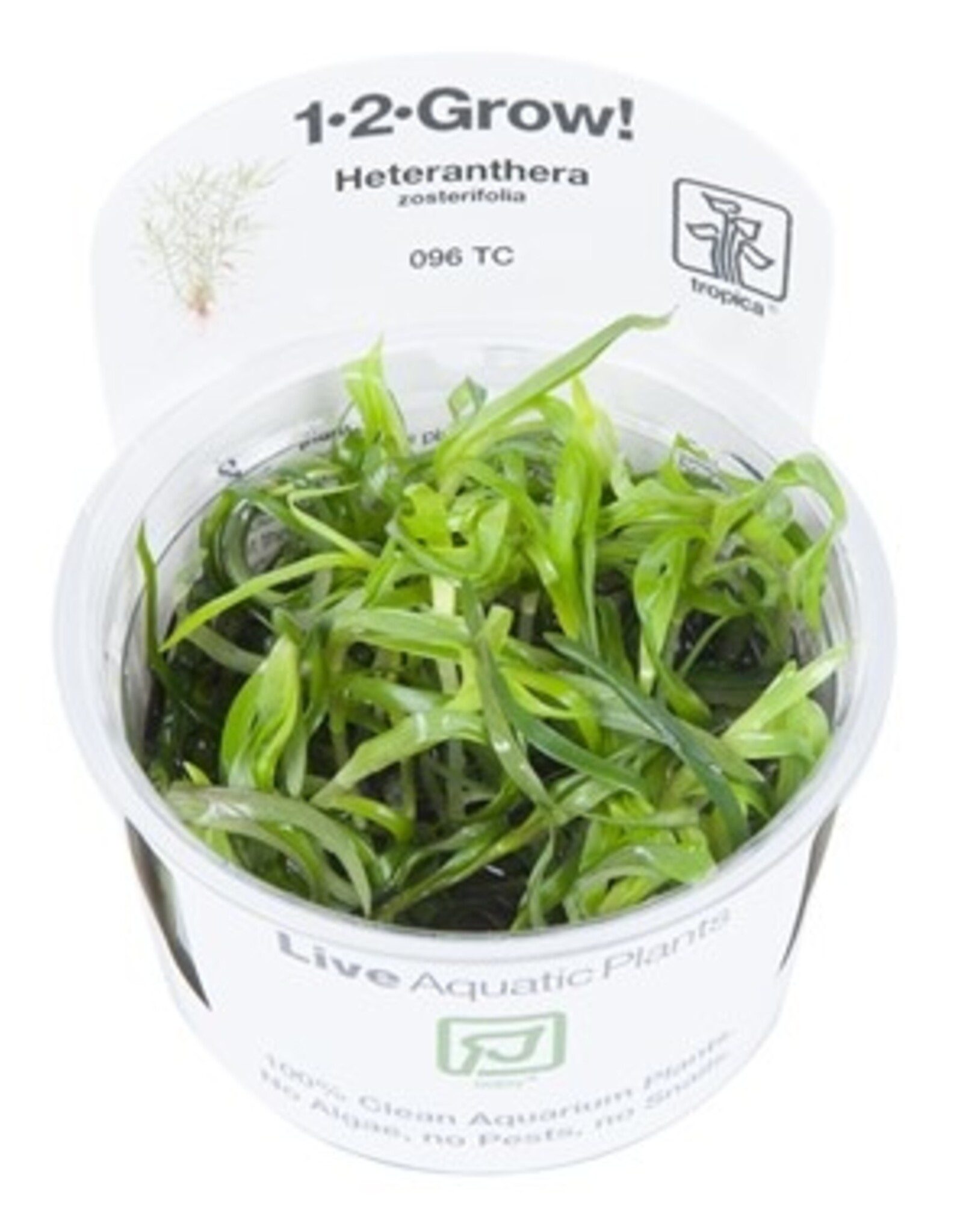 Tropica 1-2-GROW! Heteranthera zosterifolia