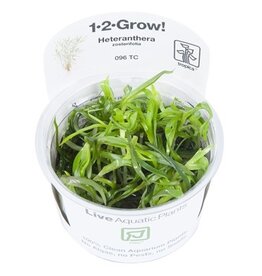 Tropica 1-2-GROW! Heteranthera zosterifolia