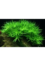 Tropica 1-2-GROW! Heteranthera zosterifolia