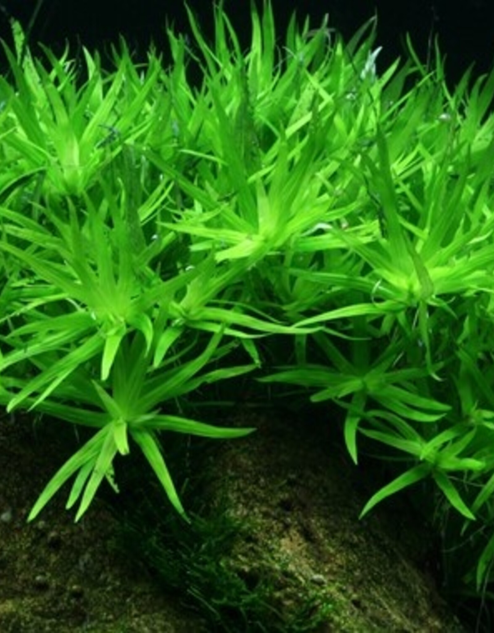 Tropica 1-2-GROW! Heteranthera zosterifolia