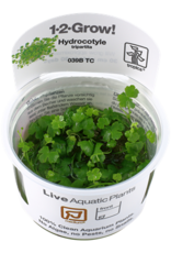 Tropica 1-2-GROW! Hydrocotyle tripartita