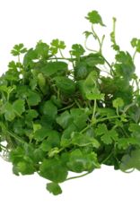 Tropica 1-2-GROW! Hydrocotyle tripartita