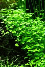 Tropica 1-2-GROW! Hydrocotyle tripartita