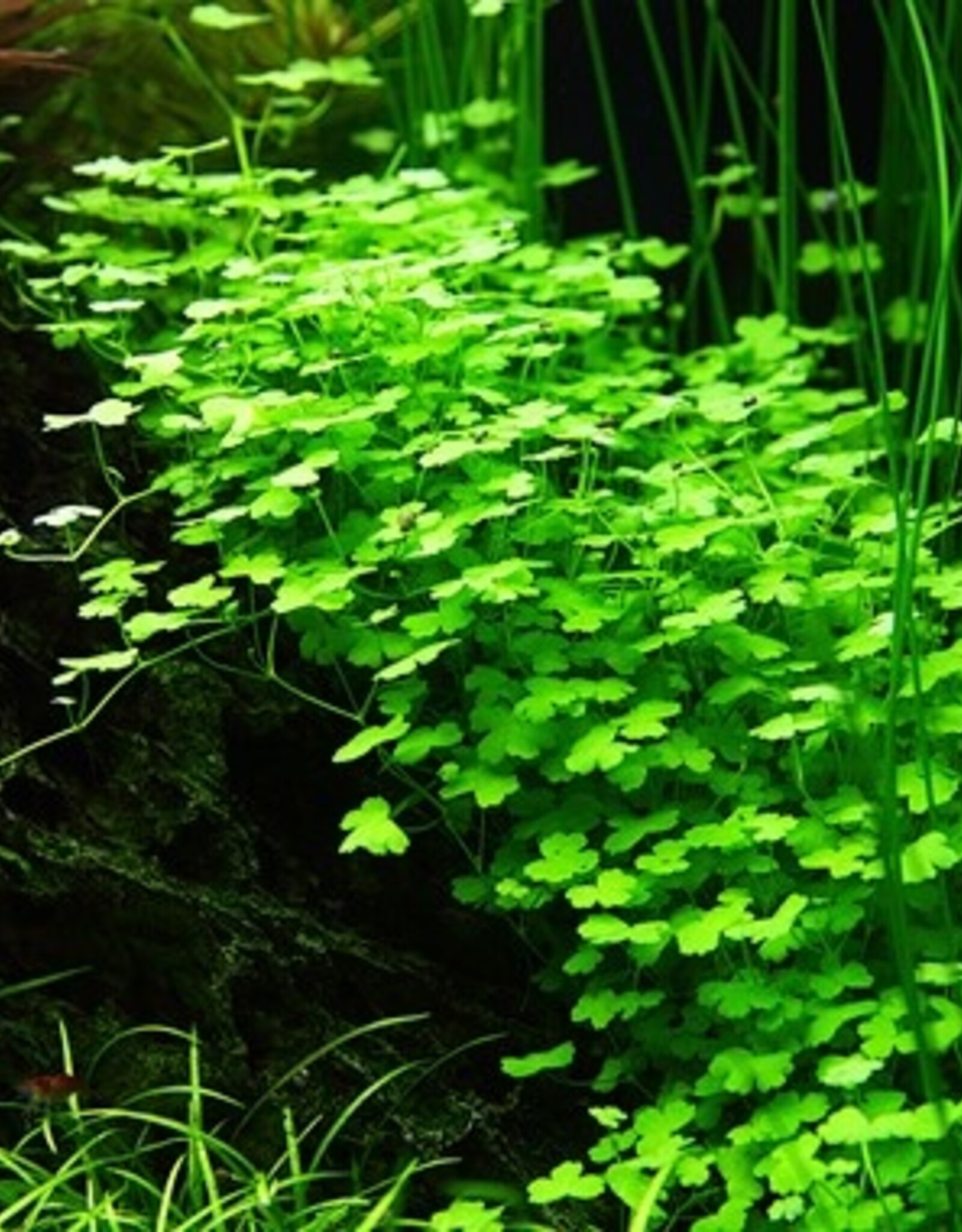 Tropica 1-2-GROW! Hydrocotyle tripartita
