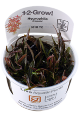 Tropica 1-2-GROW! Hygrophila lancea 'Araguaia'