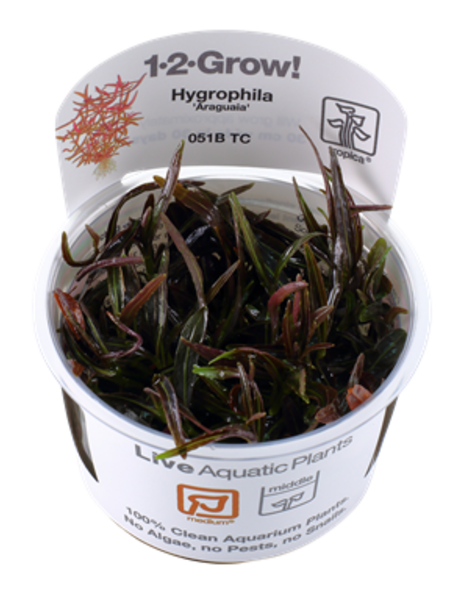 Tropica 1-2-GROW! Hygrophila lancea 'Araguaia'