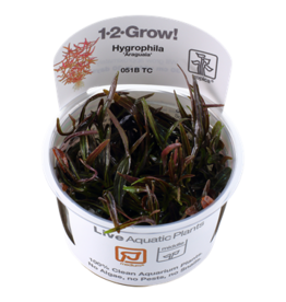 Tropica 1-2-GROW! Hygrophila lancea 'Araguaia'