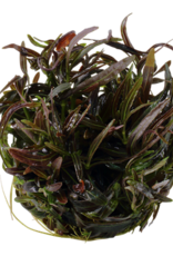 Tropica 1-2-GROW! Hygrophila lancea 'Araguaia'