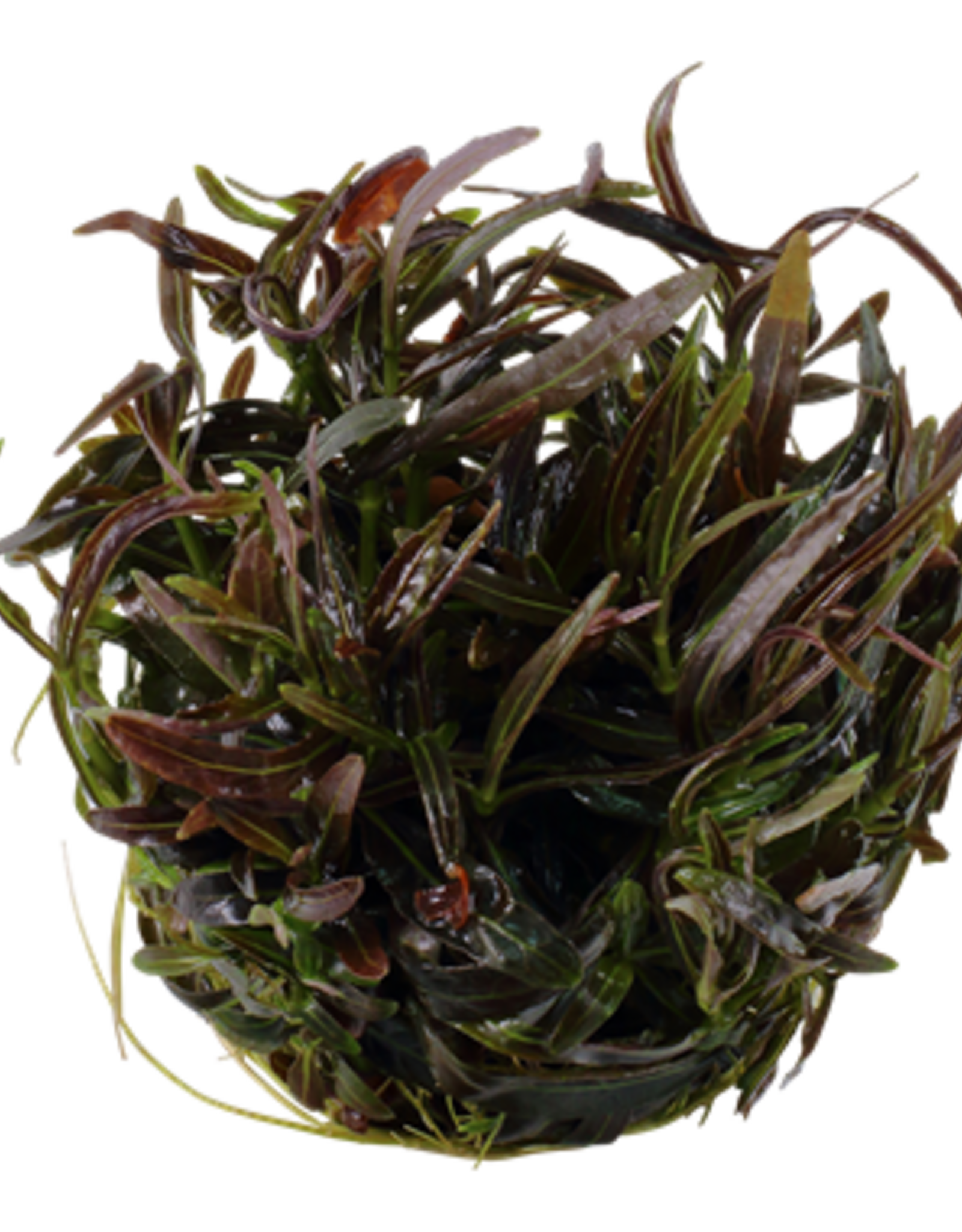 Tropica 1-2-GROW! Hygrophila lancea 'Araguaia'