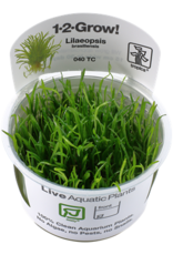 Tropica 1-2-GROW! Lilaeopsis brasiliensis