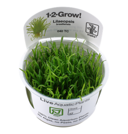Tropica 1-2-GROW! Lilaeopsis brasiliensis