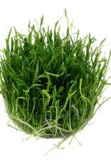 Tropica 1-2-GROW! Lilaeopsis brasiliensis