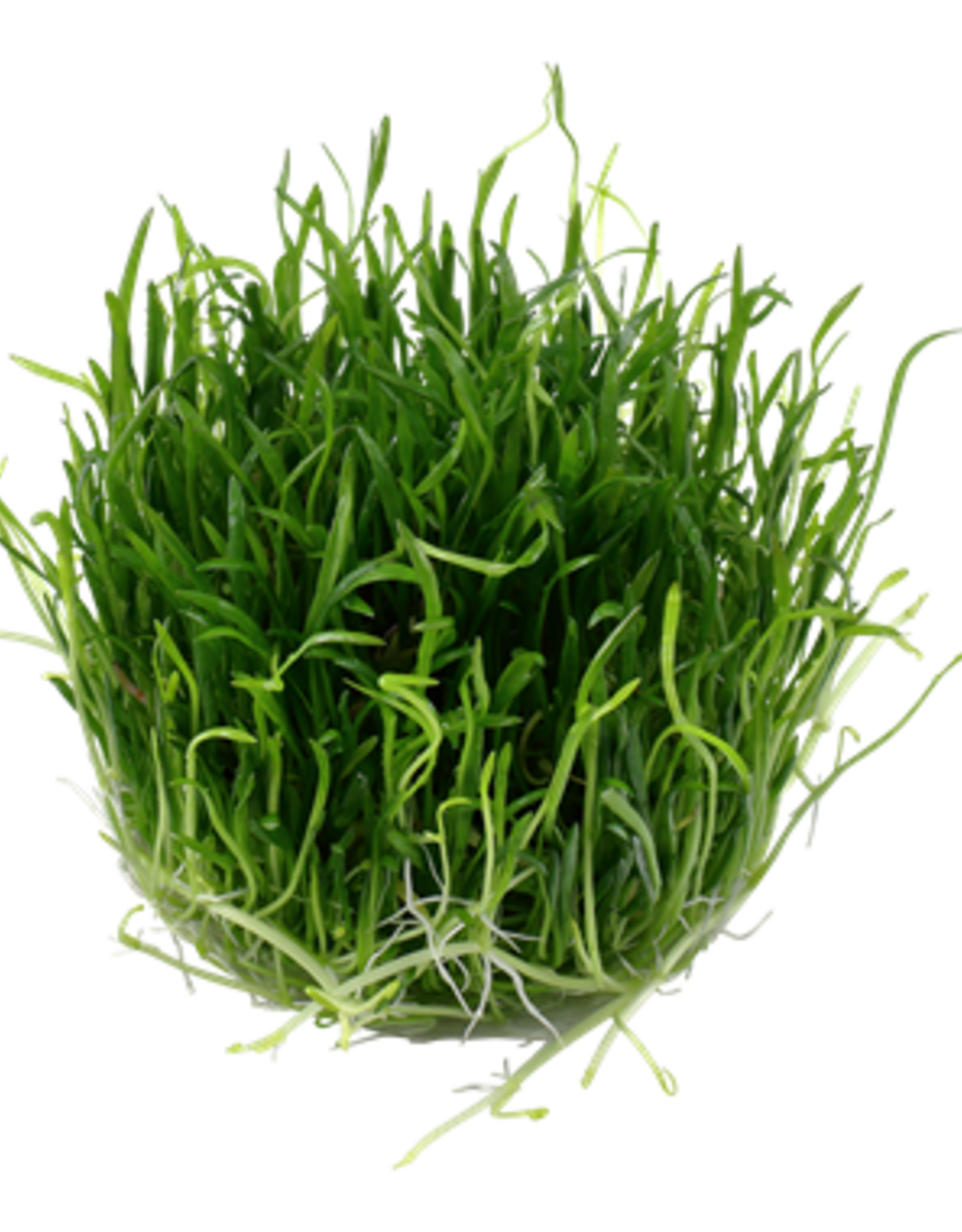 Tropica 1-2-GROW! Lilaeopsis brasiliensis