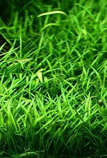 Tropica 1-2-GROW! Lilaeopsis brasiliensis