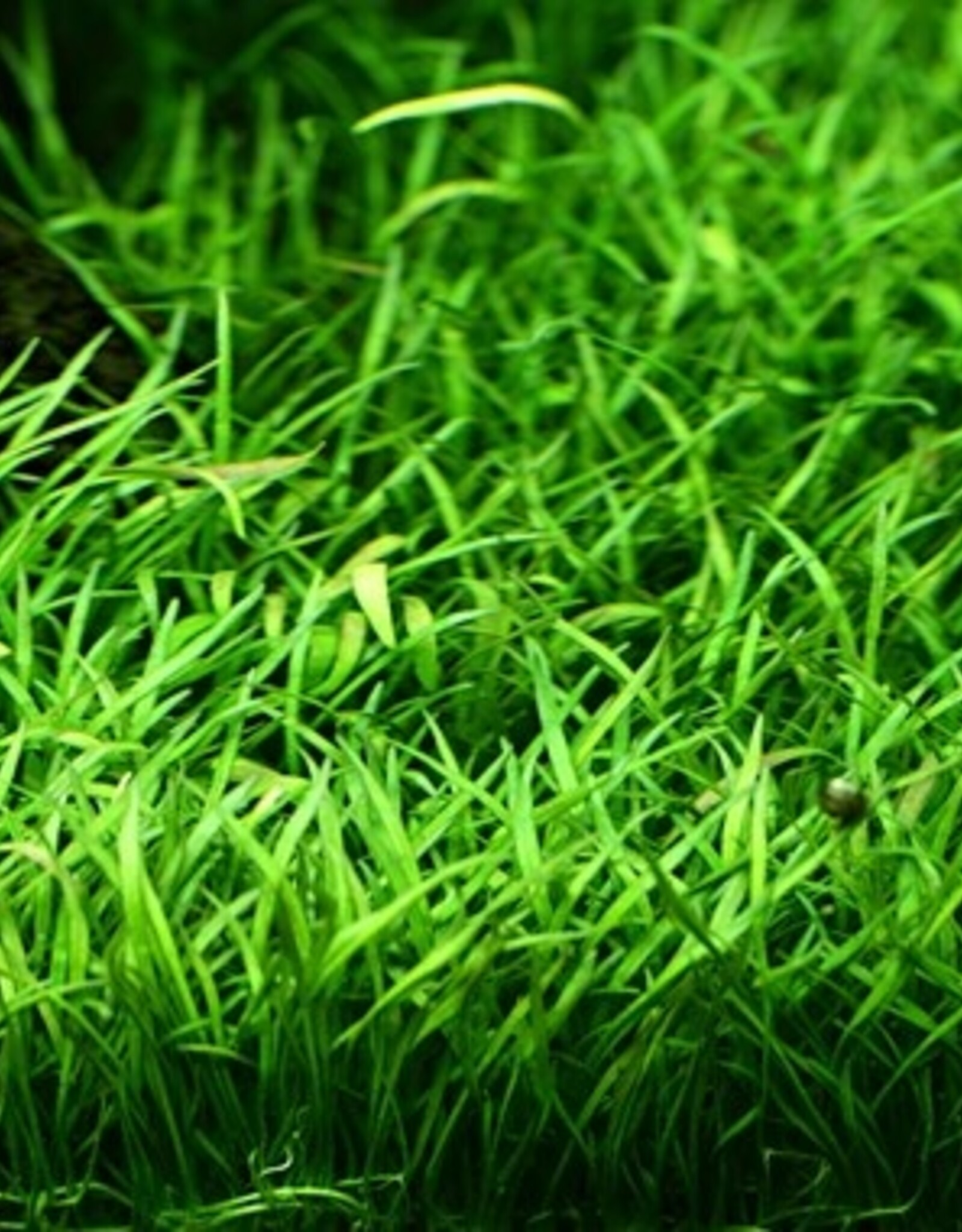 Tropica 1-2-GROW! Lilaeopsis brasiliensis