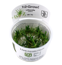 Tropica 1-2-GROW! Littorella uniflora