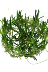 Tropica 1-2-GROW! Littorella uniflora