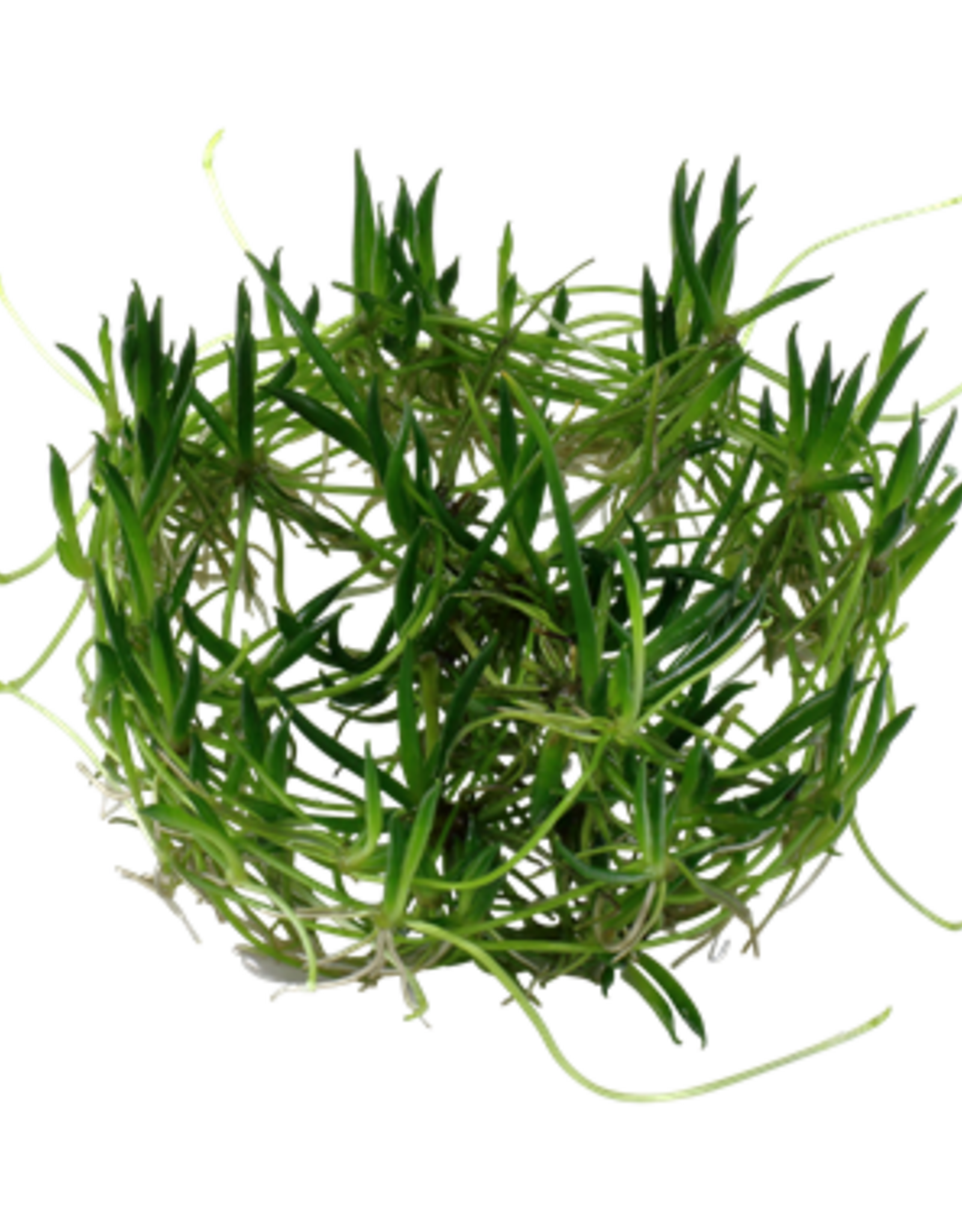 Tropica 1-2-GROW! Littorella uniflora