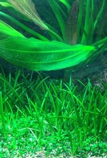 Tropica 1-2-GROW! Littorella uniflora