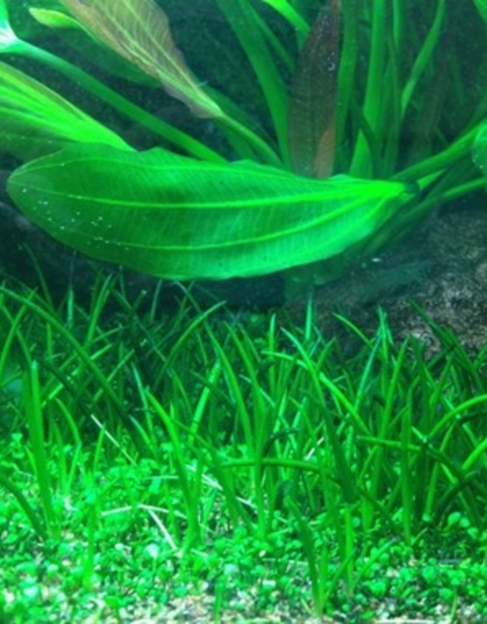 Tropica 1-2-GROW! Littorella uniflora