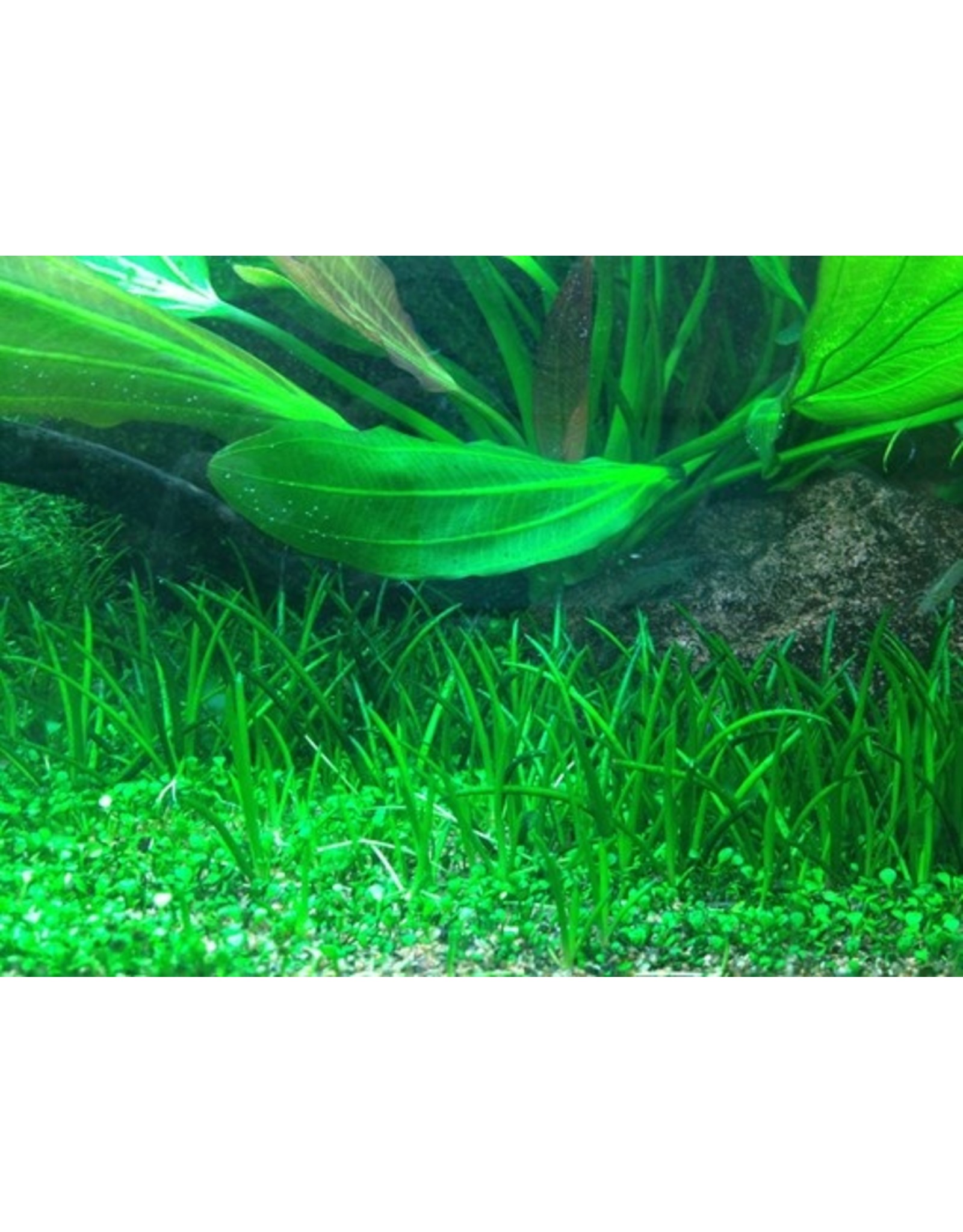 Tropica 1-2-GROW! Littorella uniflora