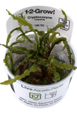 Tropica 1-2-GROW! Cryptocoryne crispatula