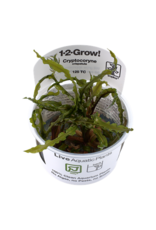 Tropica 1-2-GROW! Cryptocoryne crispatula