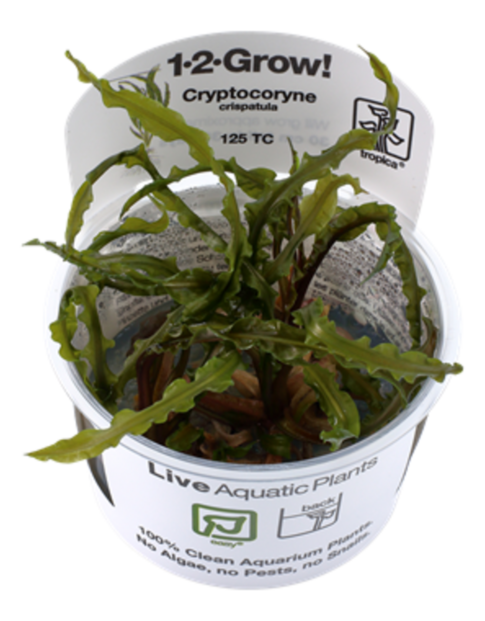Tropica 1-2-GROW! Cryptocoryne crispatula