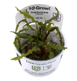 Tropica 1-2-GROW! Cryptocoryne crispatula