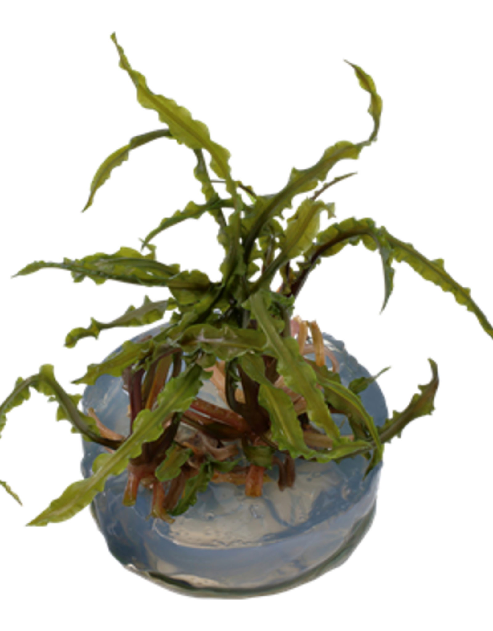 Tropica 1-2-GROW! Cryptocoryne crispatula