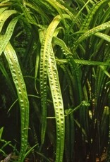 Tropica 1-2-GROW! Cryptocoryne crispatula