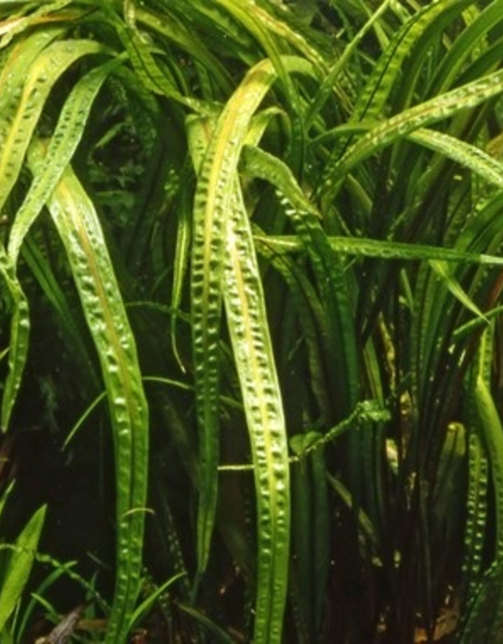 Tropica 1-2-GROW! Cryptocoryne crispatula