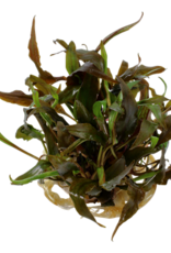Tropica 1-2-GROW! Cryptocoryne undulatus 'Red'