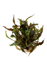 Tropica 1-2-GROW! Cryptocoryne undulatus 'Red'