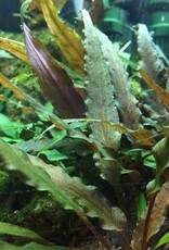 Tropica 1-2-GROW! Cryptocoryne undulatus 'Red'