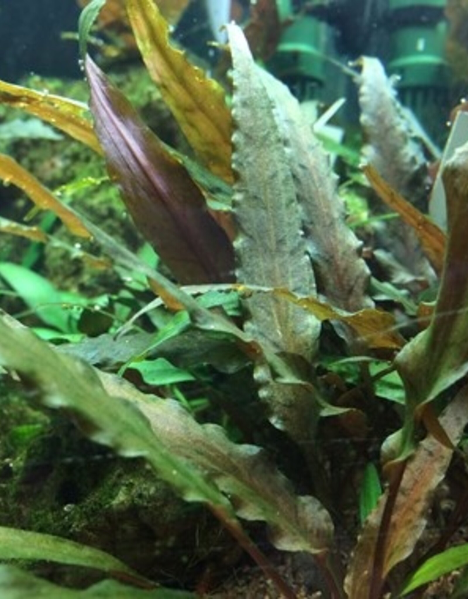 Tropica 1-2-GROW! Cryptocoryne undulatus 'Red'