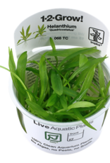 Tropica 1-2-GROW! Helanthium bolivianum 'Quadricostatus'